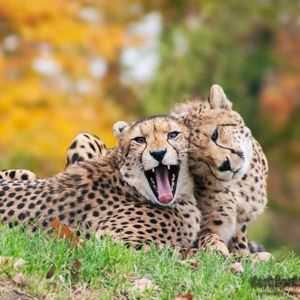 Meet your Posher, Victoria zuzzie